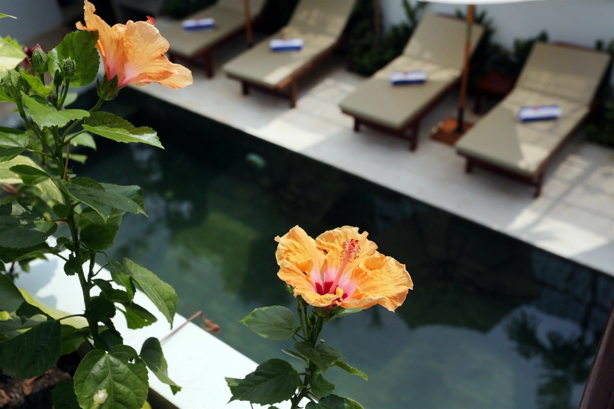 Sam So Boutique Villa Siem Reap Exterior foto